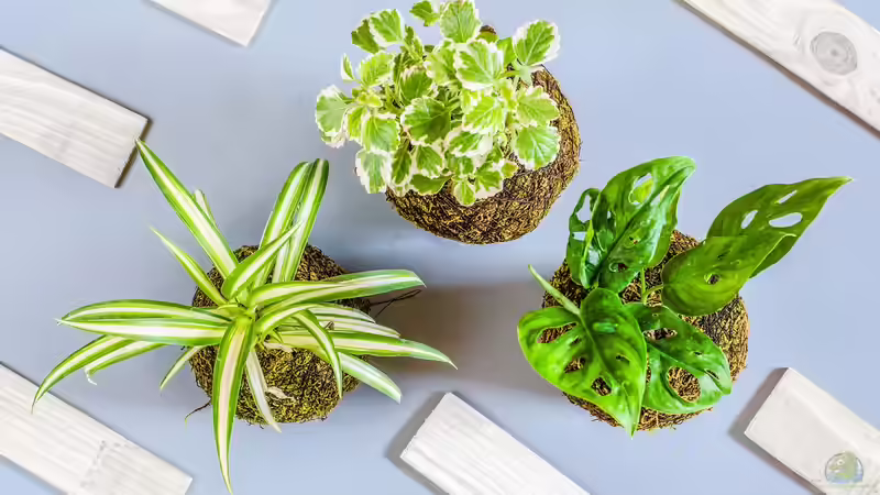 Kokedama - Die japanische Mooskugel als lebendige Gartenkunst