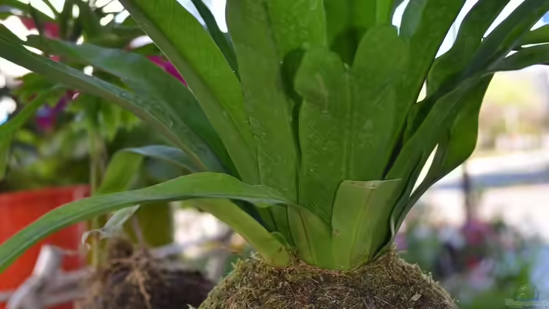 Kokedama - Die japanische Mooskugel als lebendige Gartenkunst