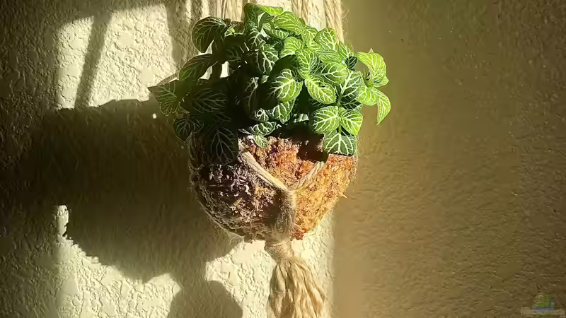 Kokedama - Die japanische Mooskugel als lebendige Gartenkunst