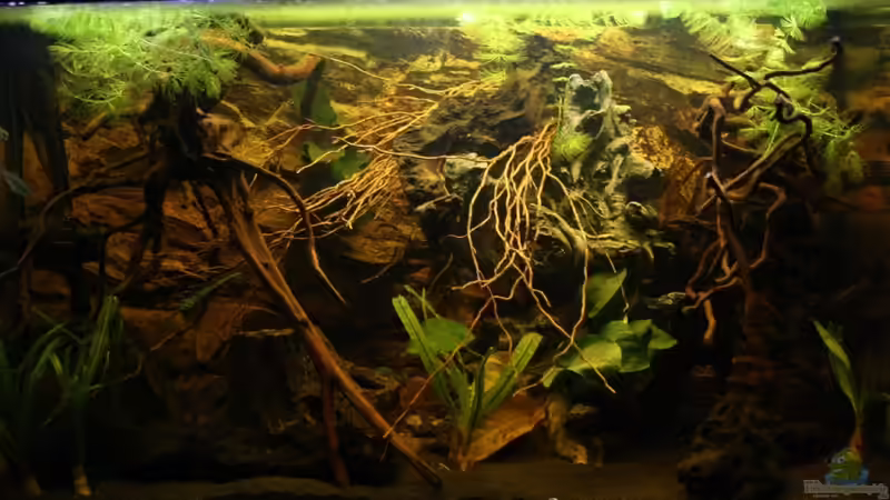 KOKO NA YAMA - DER TIEL DES BECKENBEISPIELS!