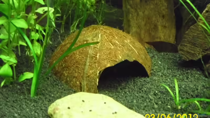 Kokonusshälfte ersetzt die halben Ton-Blumentöpfe von Günther Kröger (29)