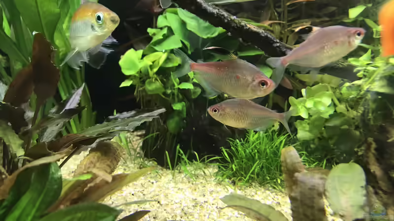 Kokos-Höhle von Aerbsli (17)