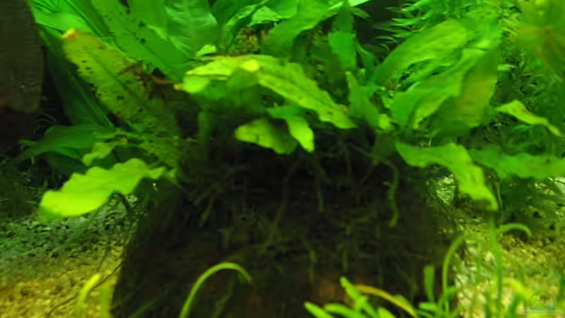 Kokoshöhle mit Javafarn von aquatommy (15)