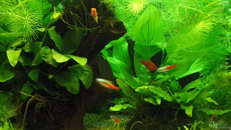 Kokoshöhle und Mbuna von aquatommy (16)