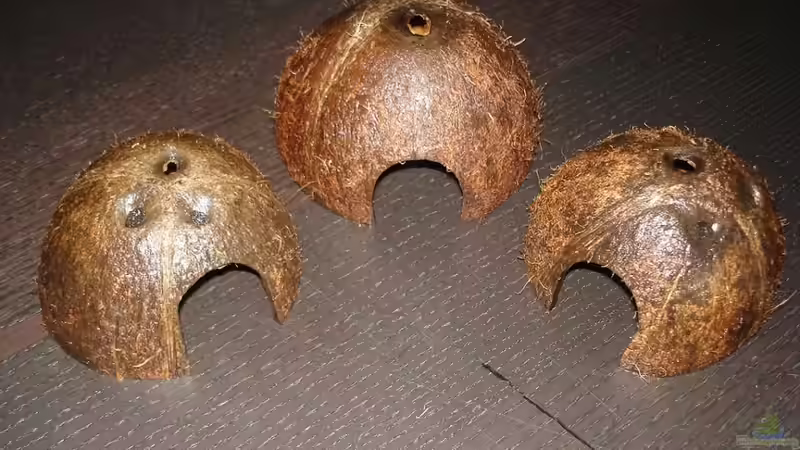 Kokosnüsse von *Thorsten* (15)