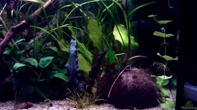 Kokosnus mit Cryptocoryne cripaluta,Javamoos u.Microsorum windelov von Thomas Schmidt (22)