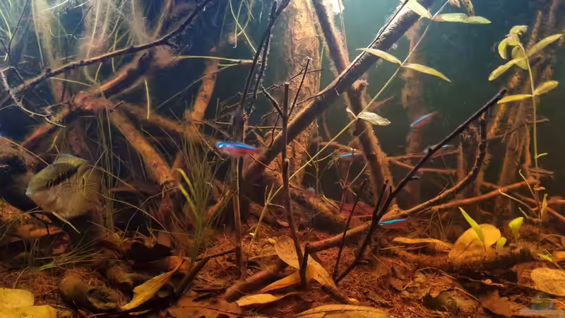 Kokosnusfasern ausgesiebt aus Terrarienerde von Rainooo (24)