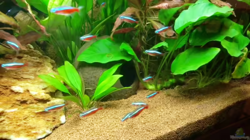 Kokosnuss - 05.02.2012 von SpL (22)