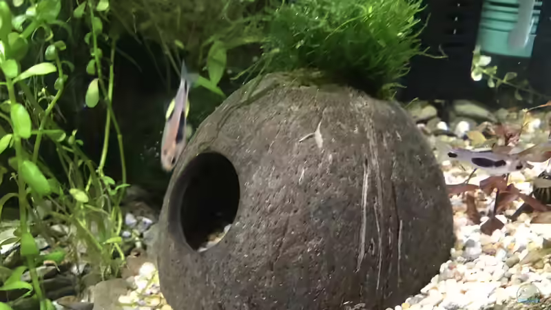 Kokosnuss  von Bessey (20)