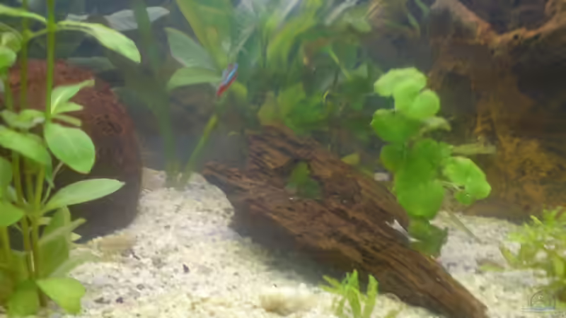 Kokosnuss, Wurzel, Höhle von bjoern (2)