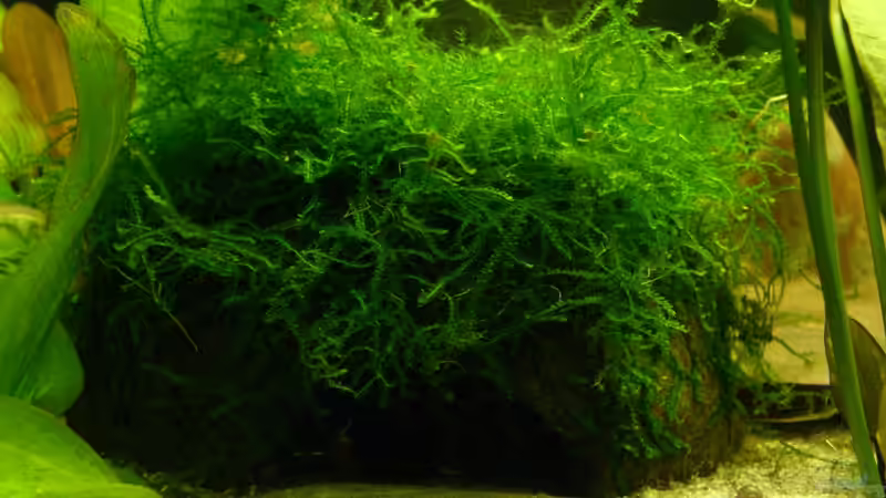 Kokosnuss bewachsen von Alexander Eckel (7)