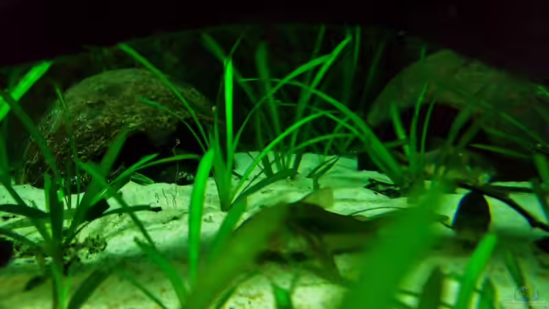 Kokosnuss hälften von PH Neutral (20)