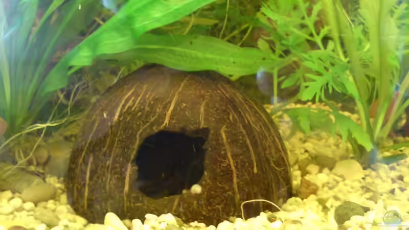 Kokosnuss-Höhle von Peter Krusche (4)