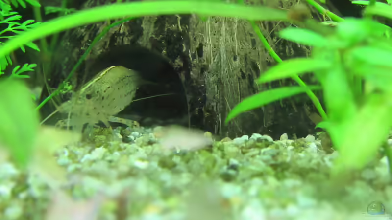 Kokosnuss mit Amanogarnele von Tigerlotus (51)