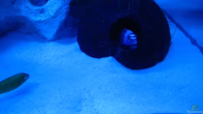 Kokosnuss mit Bewohner von Meike_R (33)