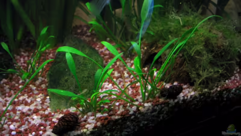 Kokosnuss mit Java Moos und Cryptocoryne parva von Marco Weis (19)