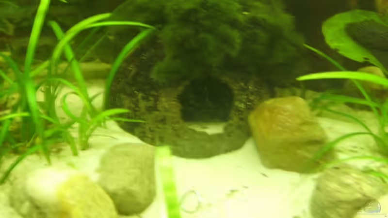 Kokosnuss mit Moosball. von Marcel Wilke (11)