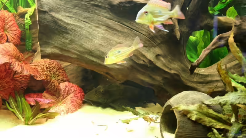 Kokosnuß und Wurzelversteck sind sehr beliebt von Minzi (20)