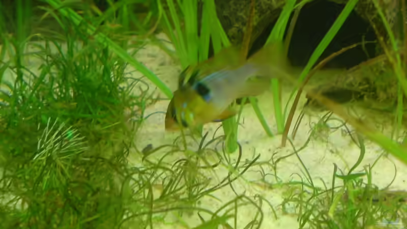 Kokosnuss von elmo (6)