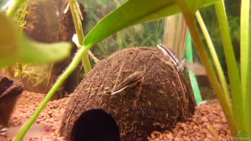 Kokosnuss von McCena (10)