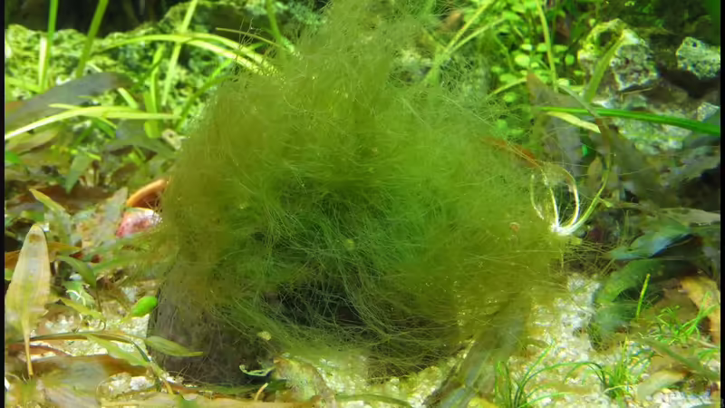 Kokosnuss von TDG (18)