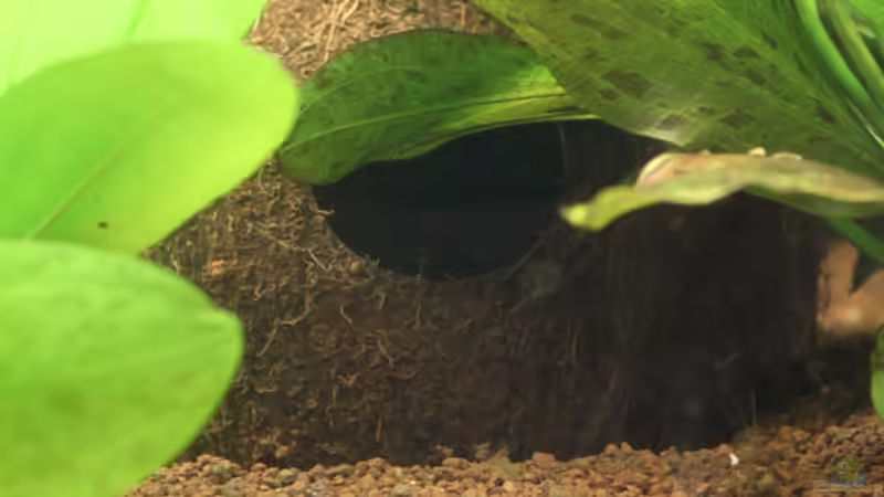 Kokosnuss von urml87 (23)