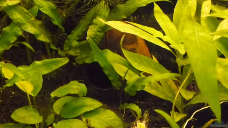 Kokosnuss von Zwergbuntbarschfan (9)