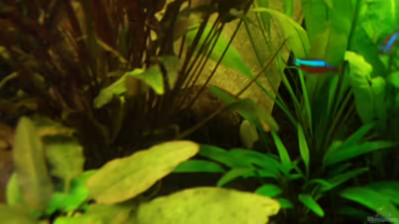 Kokosnusshälfte - das Zuhause des einen Kakadu-Weibchens von Melanie (10)