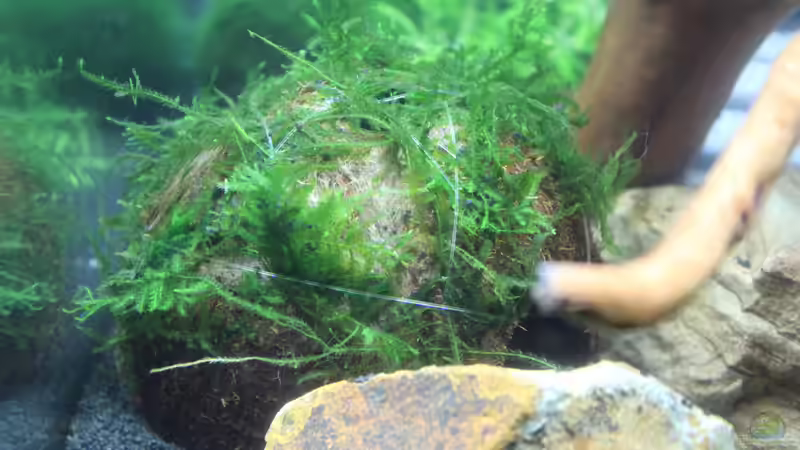 Kokosnußhälfte mit Peacock Moos von SouthAmerica (21)