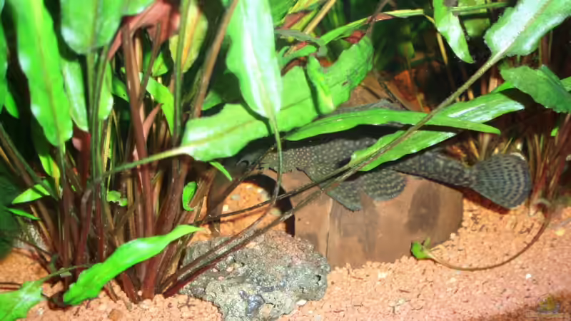 Kokosnusshöhle, hauptsächlich genutzt von meinen Welsen 20.12.09 von ~Marco~ (31)