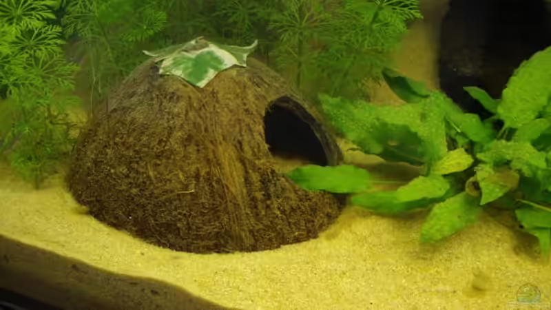 Kokosnusshöhle (25.05.2008) von Domi (19)