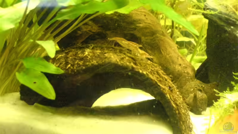 Kokosnusshöhle mit 2 Garnelen von Oli (11)