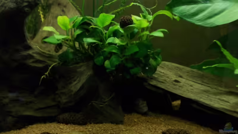 Kokosnusshöhle unter Wurzel von Koehler (29)