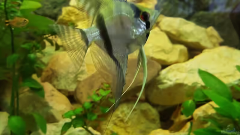 Kokosnusshöhle von Aqua-Ossie (7)