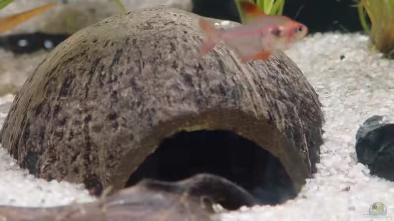 Kokosnusshöhle von Bruce (11)