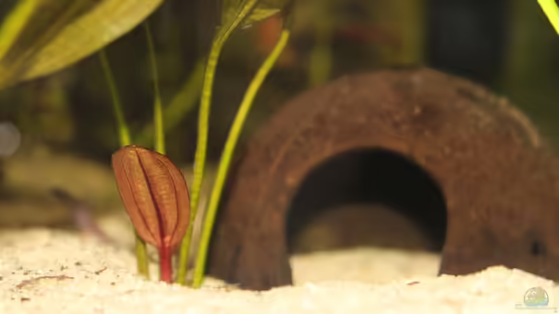 Kokosnusshöhle von Fäbi_CH (19)