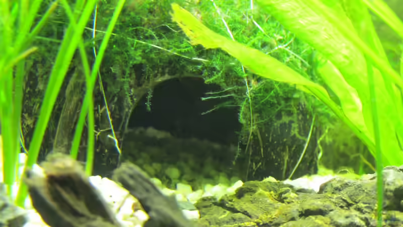 Kokosnusshöhle von Locke1992 (14)