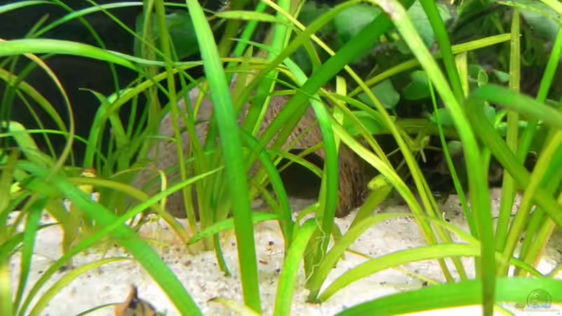 Kokosnusshöhle von mawi (16)