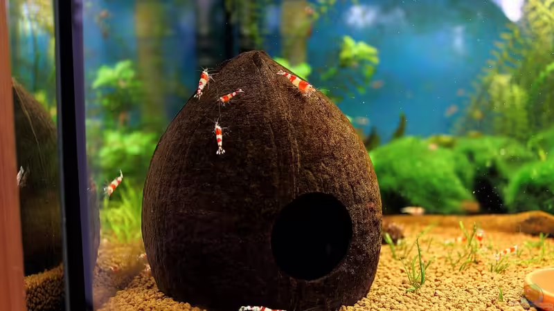 Kokosnussschale (links) von Micha (13)