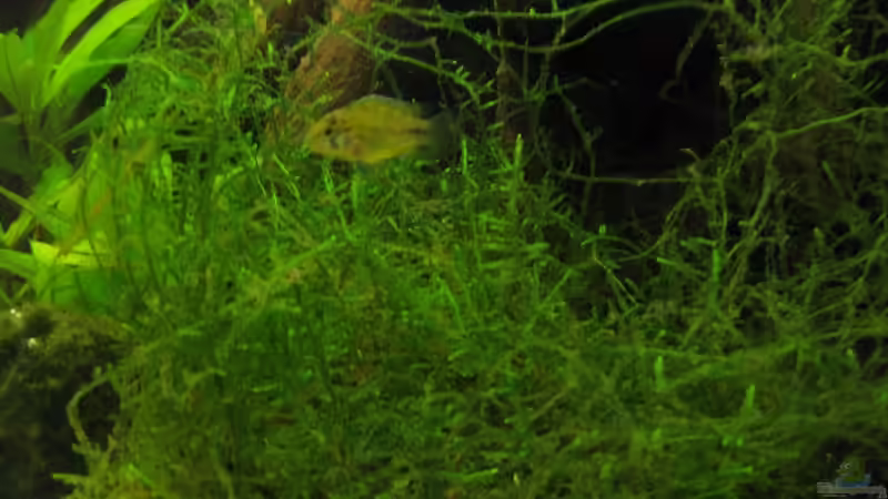 Kokosnussschale mit Javafarn von Kriki (6)