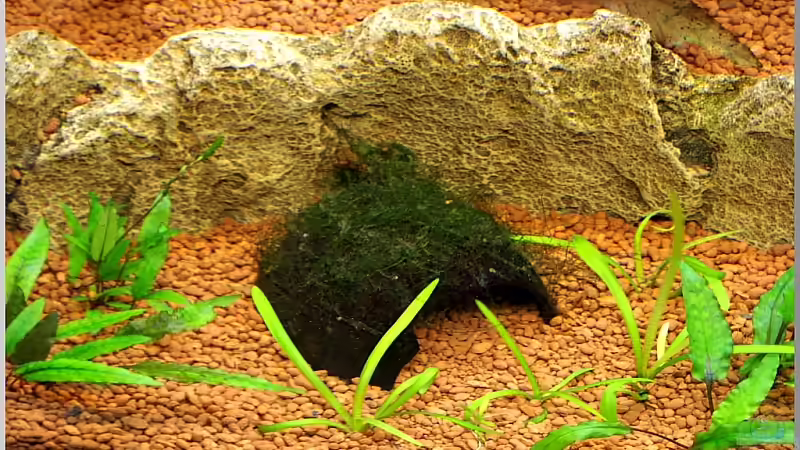 Kokosnussschale mit Javamoos und dahinter liegende Terrasse von Christian Zwick (24)