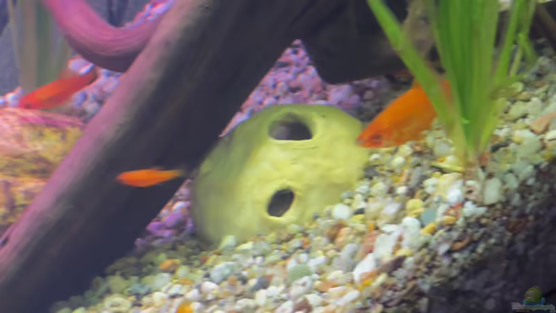 ´Kokosnussschale von Joni_99 (12)