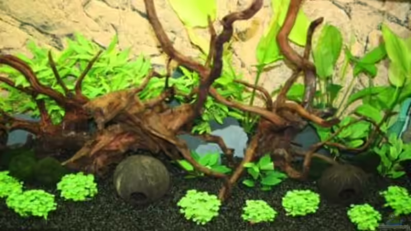 Kokosnussschalen von Stefanie Engelhardt (14)