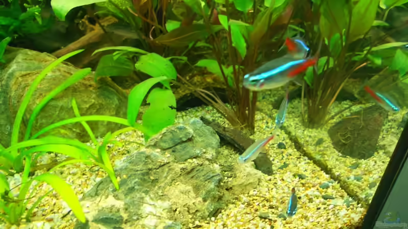 kokoss von FIsch89 (19)