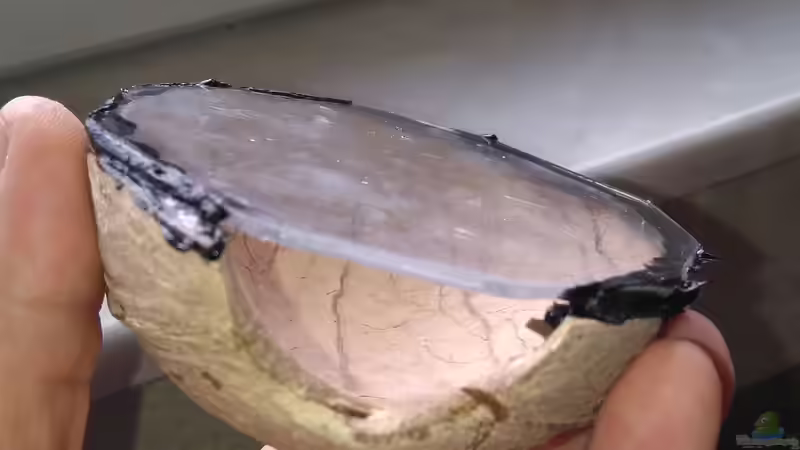 Kokosschale mit Boden um das Vergraben der Höhle im Boden zu ermöglichen. von AdrianSoS (40)