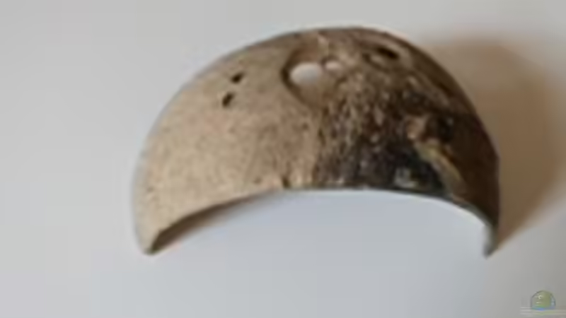 Kokosschale von Scaper (12)