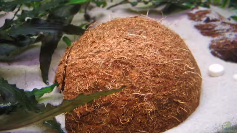 Kokusnuss  vorne Rechts (Große) von Amazonas-live (17)