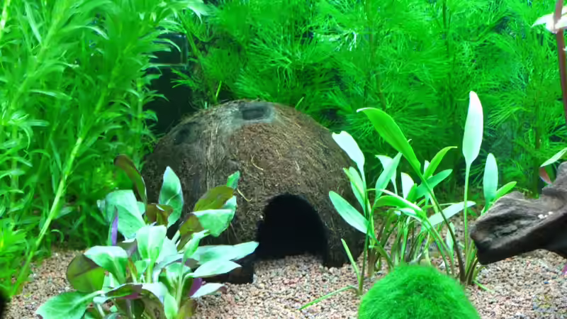 Kokusnuss Halbsschale von matze81 (18)