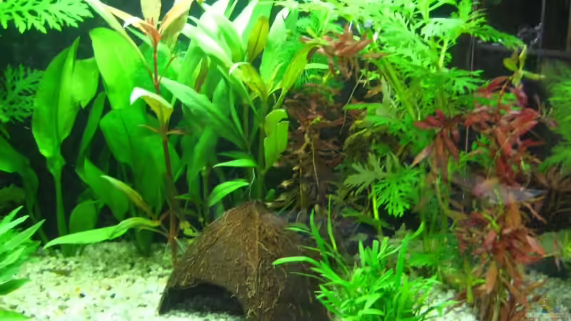 Kokusnuss Höhle von Robert Hajok (6)