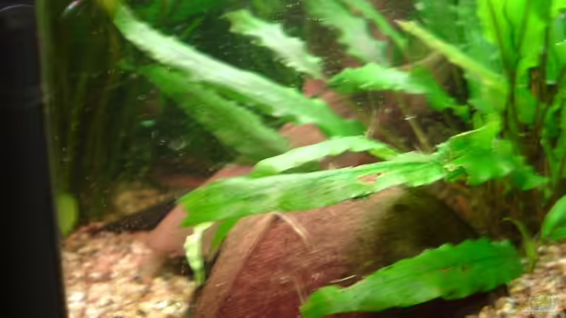 Kokusnuß (Laichplatz Kakadubarsche) von Oliver Krell (6)